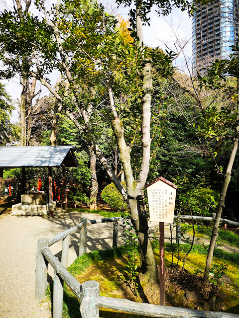乃木神社の月桂樹