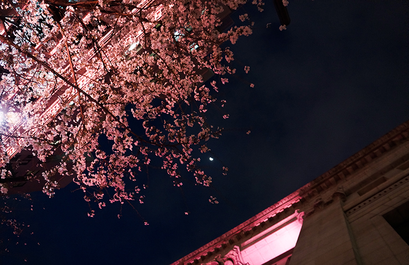 日本橋 桜フェスティバルの「サクラカーペット」を見に行こう！